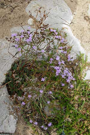Limonium binervosum agg. \ Felsen-Strandflieder / Rock Sea Lavender, E Asturien/Asturia Ribadesella 10.8.2012