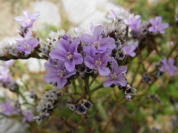 Limonium binervosum agg. \ Felsen-Strandflieder / Rock Sea Lavender, E Asturien/Asturia Ribadesella 10.8.2012