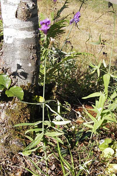 Linaria triornithophora \ Gro&szlig;bl&uuml;tiges Leinkraut / Three Bird Toadflax, E Picos de Europa, Posada de Valdeon 13.8.2012