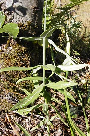 Linaria triornithophora \ Gro&szlig;bl&uuml;tiges Leinkraut / Three Bird Toadflax, E Picos de Europa, Posada de Valdeon 13.8.2012