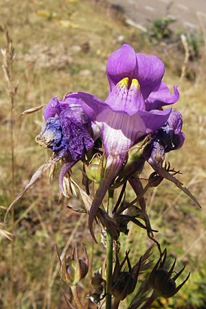 Linaria triornithophora \ Gro&szlig;bl&uuml;tiges Leinkraut / Three Bird Toadflax, E Picos de Europa, Posada de Valdeon 13.8.2012