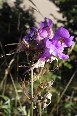 Linaria triornithophora \ Gro&szlig;bl&uuml;tiges Leinkraut / Three Bird Toadflax, E Picos de Europa, Posada de Valdeon 13.8.2012