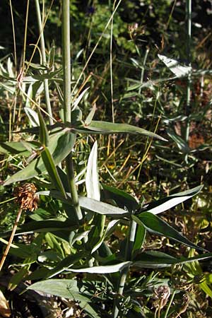 Linaria triornithophora \ Gro&szlig;bl&uuml;tiges Leinkraut / Three Bird Toadflax, E Picos de Europa, Posada de Valdeon 13.8.2012
