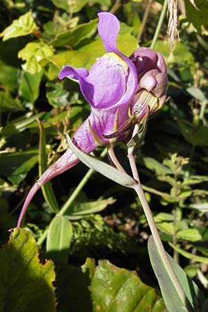 Linaria triornithophora \ Gro&szlig;bl&uuml;tiges Leinkraut / Three Bird Toadflax, E Picos de Europa, Posada de Valdeon 13.8.2012