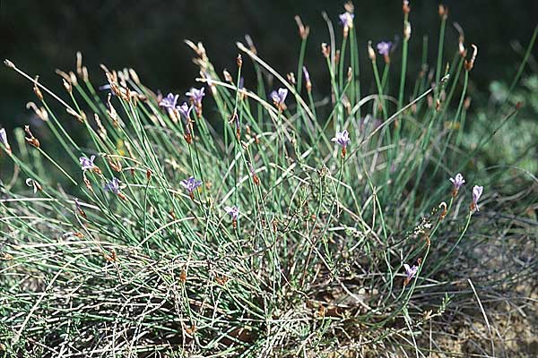 Aphyllanthes monspeliensis \ Binsenlilie / Blue Aphyllanthes, E Prov.  Burgos,  Cidad de Ebro 28.5.2002