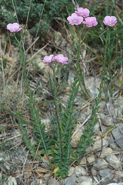 Linum viscosum \ Klebriger Lein / Sticky Flax, E Prov. Burgos, Cidad de Ebro 27.6.2001
