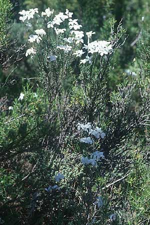 Linum suffruticosum \ Strauchiger Lein / White Flax, E Prov. Tarragona 19.6.2003