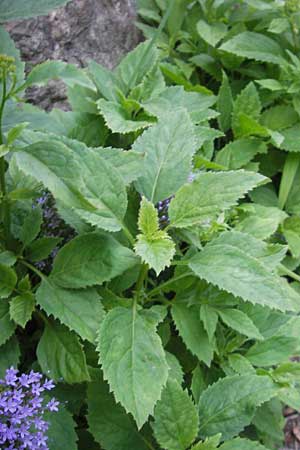 Trachelium caeruleum \ Blaues Halskraut / Blue Throatwort, E Lekeitio 16.8.2011