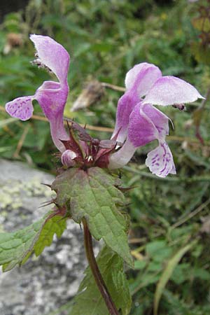 Lamium maculatum \ Gefleckte Taubnessel / Spotted Dead-Nettle, E Pyrenäen/Pyrenees, Caldes de Boi 18.8.2006