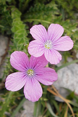 Linum viscosum \ Klebriger Lein / Sticky Flax, E Asturien/Asturia Ribadesella 10.8.2012