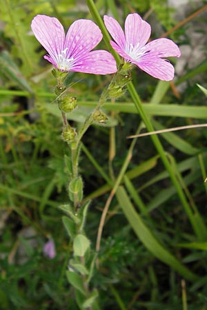 Linum viscosum \ Klebriger Lein / Sticky Flax, E Asturien/Asturia Ribadesella 10.8.2012