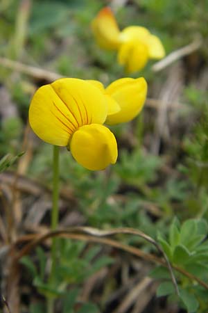 Lotus alpinus \ Alpen-Hornklee / Alpine Bird's-Foot Trefoil, E Pyrenäen/Pyrenees, Ordesa 23.8.2011