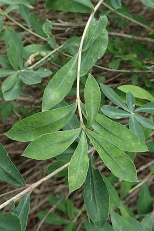 Lonicera pyrenaica \ Pyren&auml;en-Heckenkirsche / Pyrenean Honeysuckle, E Pyren&auml;en/Pyrenees, Prat de Cadi 6.8.2018