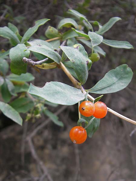 Lonicera pyrenaica \ Pyren&auml;en-Heckenkirsche / Pyrenean Honeysuckle, E Pyren&auml;en/Pyrenees, Ordesa 23.8.2011
