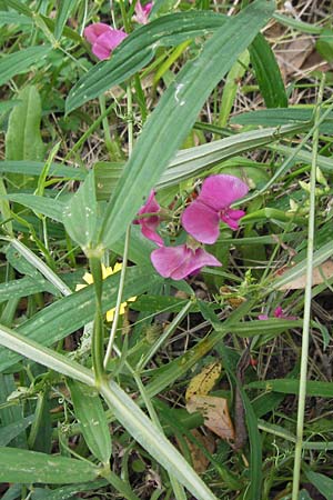 Lathyrus sylvestris \ Wald-Platterbse / Narrow-Leaved Flat Pea, E Bermeo 17.8.2011