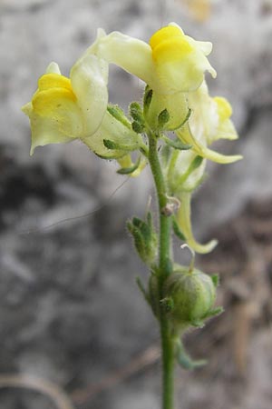 Linaria supina \ Niedriges Leinkraut / Prostrate Toadflax, E Asturien/Asturia Llanes 12.8.2012
