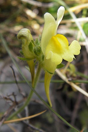 Linaria supina \ Niedriges Leinkraut / Prostrate Toadflax, E Picos de Europa, Puerto de San Glorio 13.8.2012