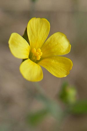 Linum trigynum \ Dreigriffeliger Lein / Southern Flax, E Zarautz 18.8.2011