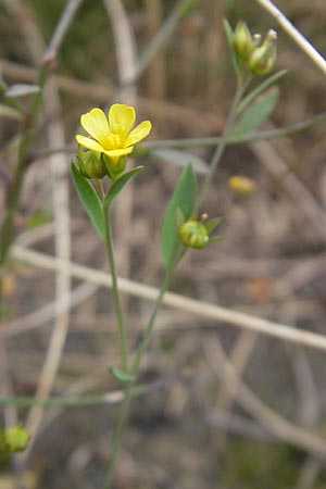 Linum trigynum \ Dreigriffeliger Lein / Southern Flax, E Zarautz 18.8.2011