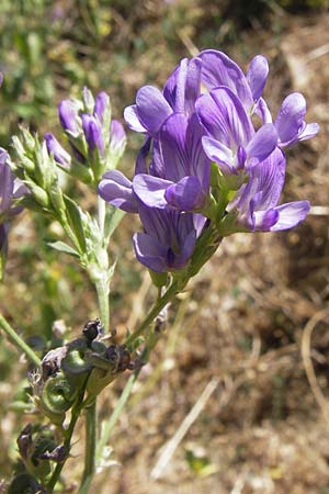 Medicago sativa \ Luzerne, Saat-Luzerne / Lucerne, Alfalfa, E Picos de Europa, Potes 16.8.2012