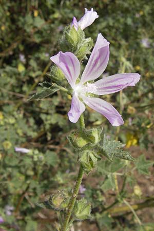 Malva multiflora \ Kretische Strauchpappel / Small Tree Mallow, Cretan Hollyhock, E Asturien/Asturia Ribadesella 10.8.2012