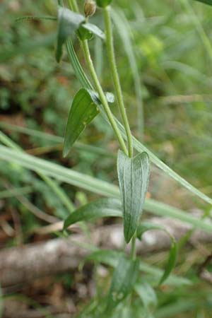 Linum viscosum \ Klebriger Lein / Sticky Flax, E Pyrenäen/Pyrenees, La Popla de Lillet 5.8.2018
