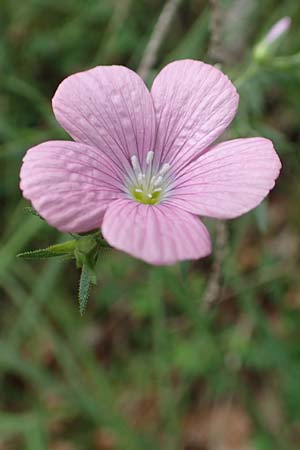 Linum viscosum \ Klebriger Lein / Sticky Flax, E Pyrenäen/Pyrenees, La Popla de Lillet 5.8.2018