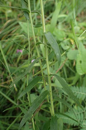 Linum viscosum \ Klebriger Lein / Sticky Flax, E Pyrenäen/Pyrenees, Prat de Cadi 6.8.2018