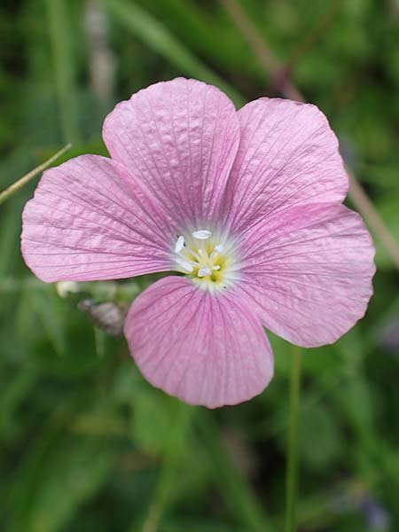 Linum viscosum \ Klebriger Lein / Sticky Flax, E Pyrenäen/Pyrenees, Prat de Cadi 6.8.2018