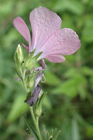Linum viscosum \ Klebriger Lein / Sticky Flax, E Pyrenäen/Pyrenees, Prat de Cadi 6.8.2018