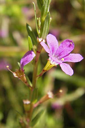 Lythrum junceum \ Binsen-Weiderich / False Grass Poly, E Picos de Europa, Carrea 11.8.2012