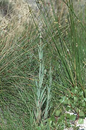 Lysimachia ephemerum \ Eint&auml;giger Felberich / Silver Loosestrife, E Prov.  Burgos,  Cidad de Ebro 26.6.2001