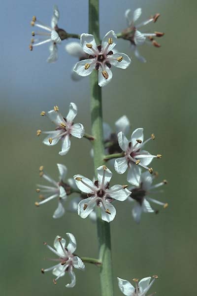 Lysimachia ephemerum \ Eint&auml;giger Felberich / Silver Loosestrife, E Prov.  Burgos,  Cidad de Ebro 27.6.2001
