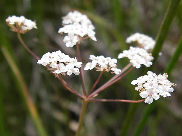 Carum verticillatum \ Quirlblttriger Kmmel, Quirl-Kmmel / Whorled Caraway, E Picos de Europa, Puerto de San Glorio 13.8.2012