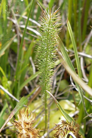 Carum verticillatum \ Quirlblttriger Kmmel, Quirl-Kmmel / Whorled Caraway, E Picos de Europa, Puerto de San Glorio 13.8.2012