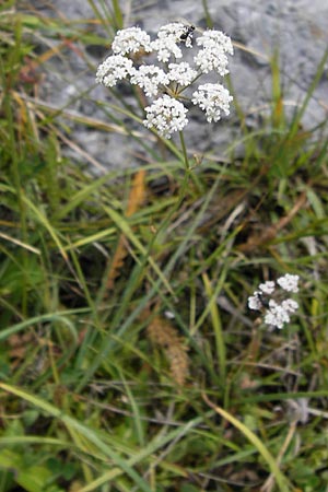 Carum verticillatum \ Quirlblttriger Kmmel, Quirl-Kmmel / Whorled Caraway, E Picos de Europa, Puerto de San Glorio 13.8.2012