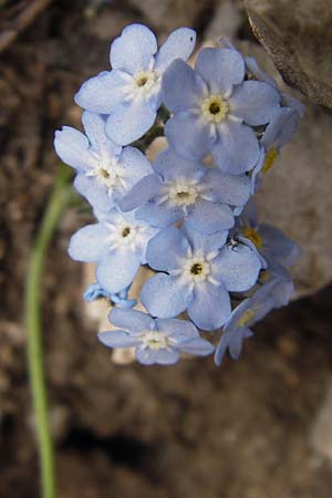 Myosotis alpestris \ Alpen-Vergissmeinnicht / Alpine Forget-me-not, E Picos de Europa, Fuente De 14.8.2012