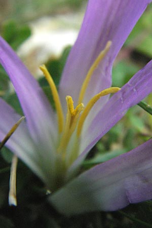 Colchicum montanum \ Pyren&auml;en-Lichtblume / Merendera, E Pyren&auml;en/Pyrenees, Caldes de Boi 16.8.2006