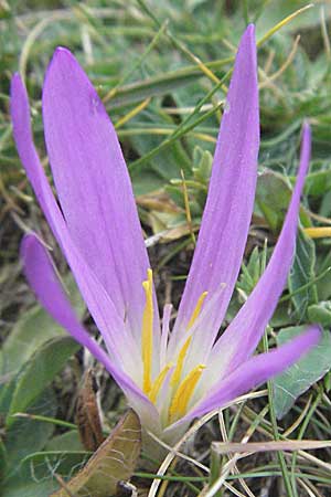 Colchicum montanum \ Pyren&auml;en-Lichtblume / Merendera, E Pyren&auml;en/Pyrenees, Caldes de Boi 16.8.2006