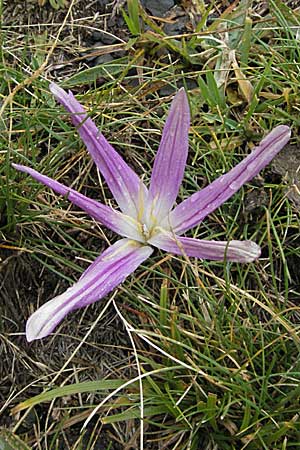 Colchicum montanum \ Pyren&auml;en-Lichtblume / Merendera, E Pyren&auml;en/Pyrenees, Benasque 17.8.2006