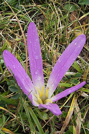 Colchicum montanum \ Pyren&auml;en-Lichtblume / Merendera, E Pyren&auml;en/Pyrenees, Benasque 17.8.2006