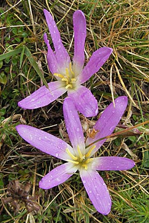 Colchicum montanum \ Pyren&auml;en-Lichtblume / Merendera, E Pyren&auml;en/Pyrenees, Benasque 17.8.2006