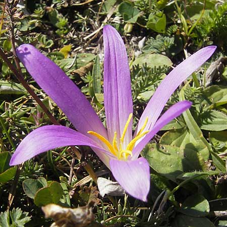 Colchicum montanum \ Pyren&auml;en-Lichtblume / Merendera, E Pyren&auml;en/Pyrenees, Hecho - Tal / Valley 19.8.2011
