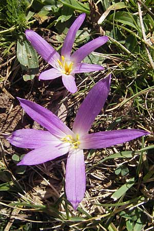 Colchicum montanum \ Pyren&auml;en-Lichtblume / Merendera, E Pyren&auml;en/Pyrenees, Hecho - Tal / Valley 19.8.2011