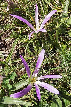 Colchicum montanum \ Pyren&auml;en-Lichtblume / Merendera, E Pyren&auml;en/Pyrenees, Hecho - Tal / Valley 19.8.2011
