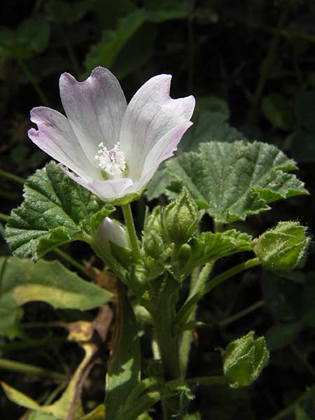 Malva neglecta \ Weg-Malve, Kleine Ksepappel / Dwarf Mallow, E Asturien/Asturia Ribadesella 10.8.2012