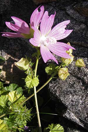 Malva sylvestris \ Wilde Malve, Groe Ksepappel / Common Mallow, E Picos de Europa, Carrea 11.8.2012