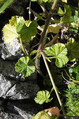 Malva sylvestris \ Wilde Malve, Groe Ksepappel / Common Mallow, E Picos de Europa, Carrea 11.8.2012