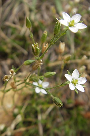 Minuartia recurva \ Krummbl&auml;ttrige Miere / Recurved Sandwort, E Pyren&auml;en/Pyrenees, Ordesa 23.8.2011