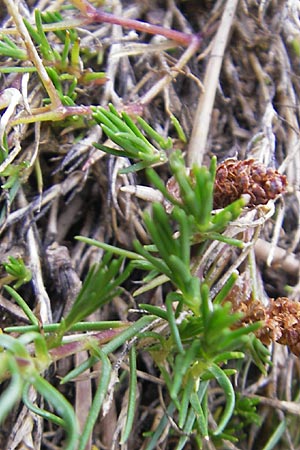 Minuartia recurva \ Krummbl&auml;ttrige Miere / Recurved Sandwort, E Pyren&auml;en/Pyrenees, Ordesa 23.8.2011